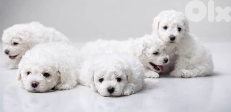 BICHON MALTESE & MALTIPOO more dogs and colors available good offers!! 4