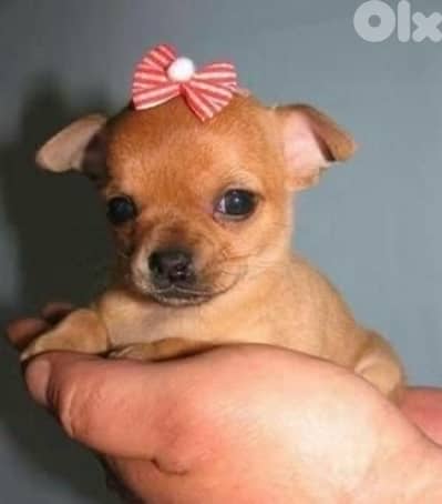 Mini Chihuahua puppy IMPORTED & AVAILABLE
