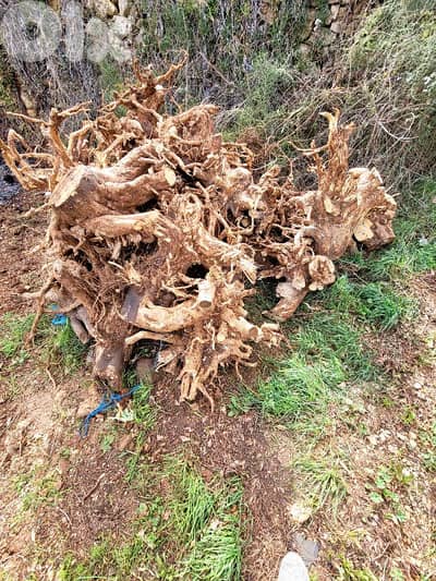 Lemon wedges/كعاب ليمون