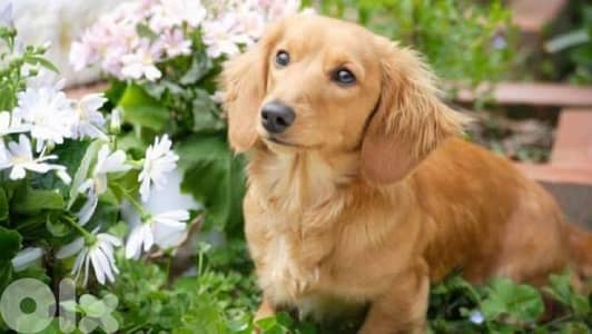 Female Dachshund Looking for Stud