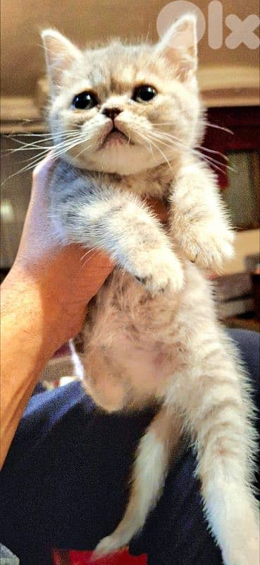 2 month kitten female silver chinchilla