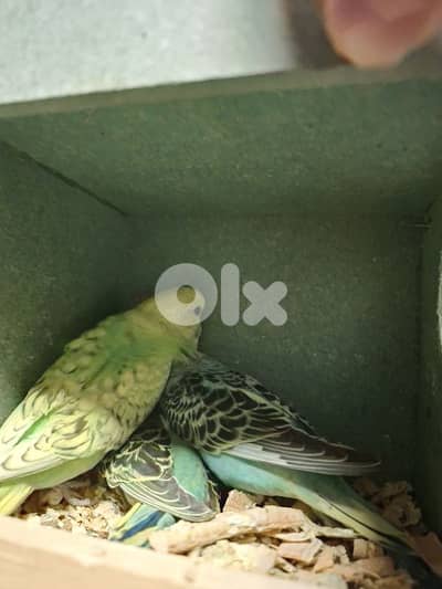 جوز طيور حب للبيع