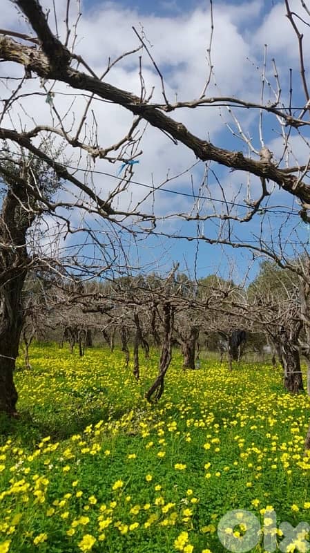 أرض زراعية خصبة للبيع بسعر مغري 1