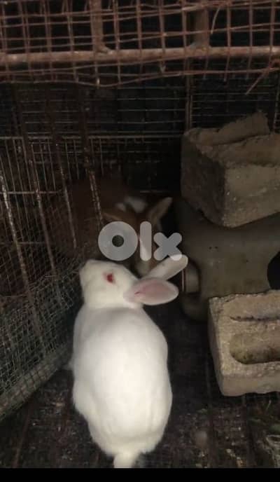 جوز ارانب للبيع