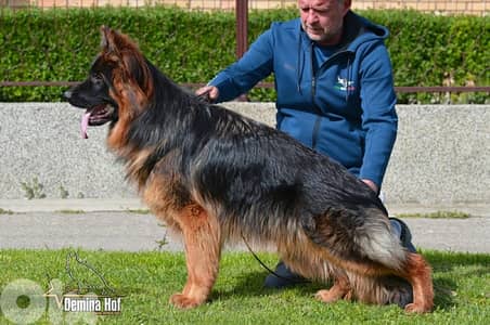 upcoming Serbian puppies !!!!!!!