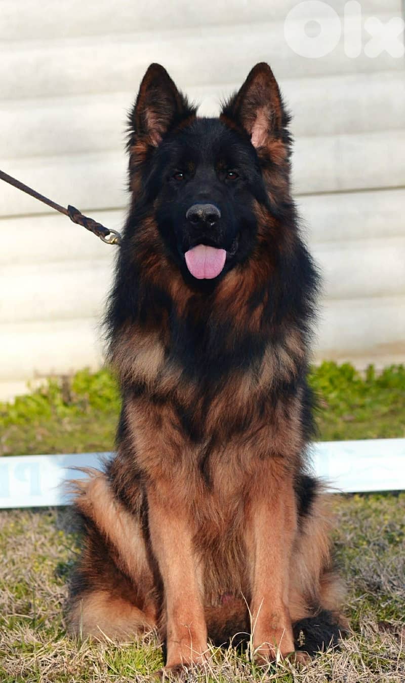 upcoming Serbian puppies !!!!!!! 2