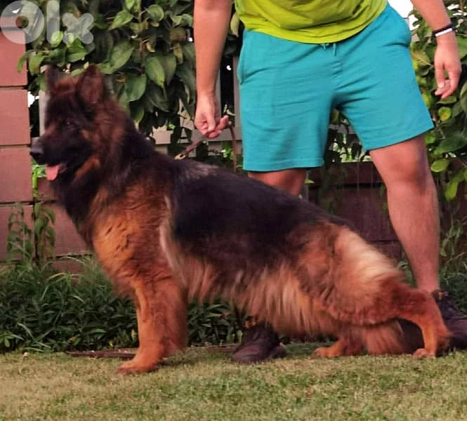 upcoming Serbian puppies !!!!!!! 3