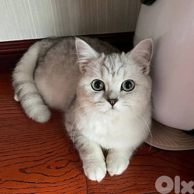Adorable Silver Chinchilla kitten IMPORTED