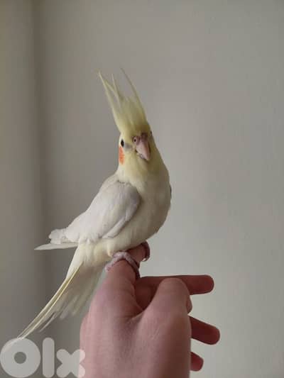 karawan veryyyy friendly