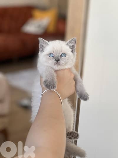 Cute & small British short hair Blue point AVAILABLE