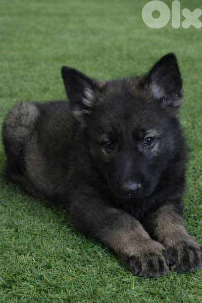 Puppies German shepherd  working sable