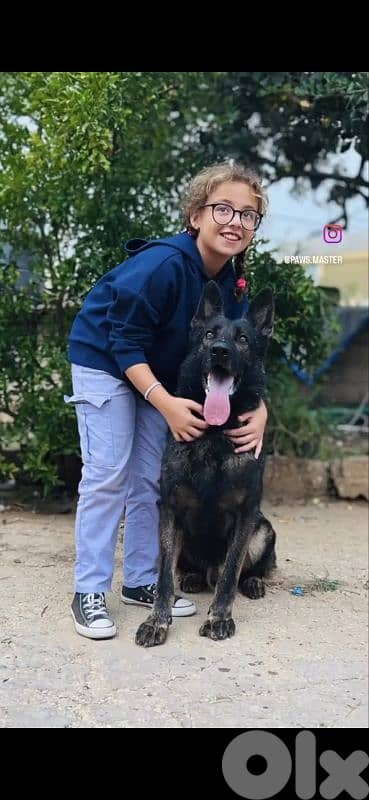 Puppies German shepherd  working sable 1