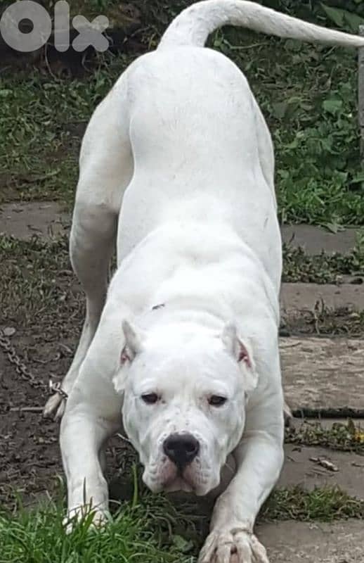 dogo argentino 1