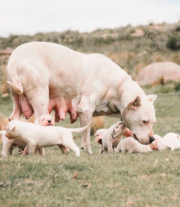 dogo argentino 2