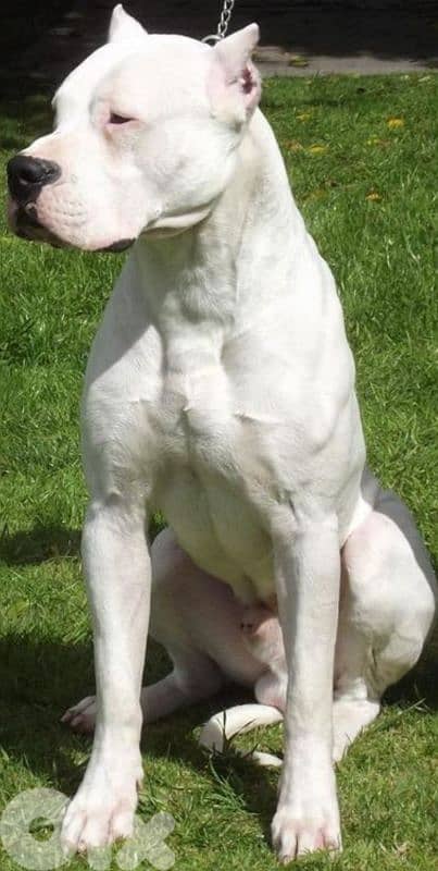 dogo argentino 3
