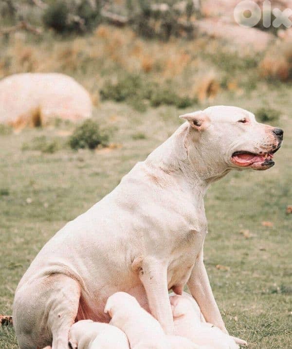 dogo argentino 4