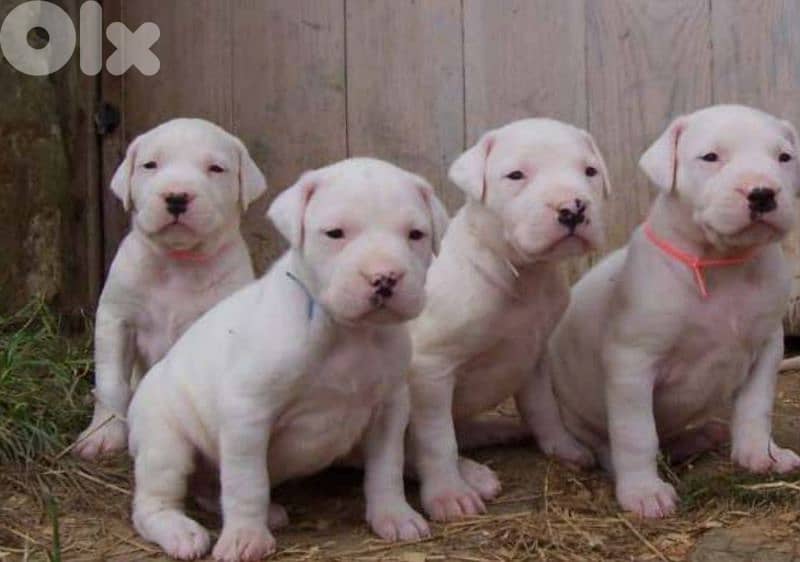 dogo argentino 5