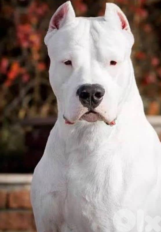 dogo argentino 6