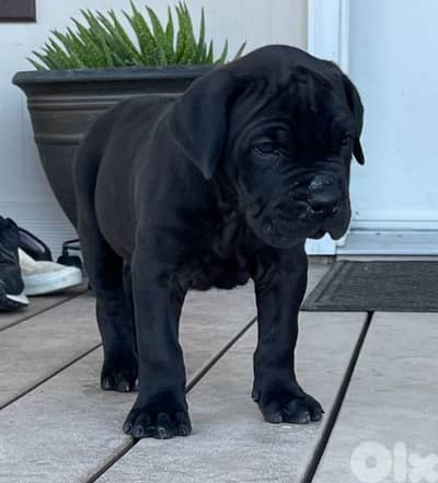 cane corso