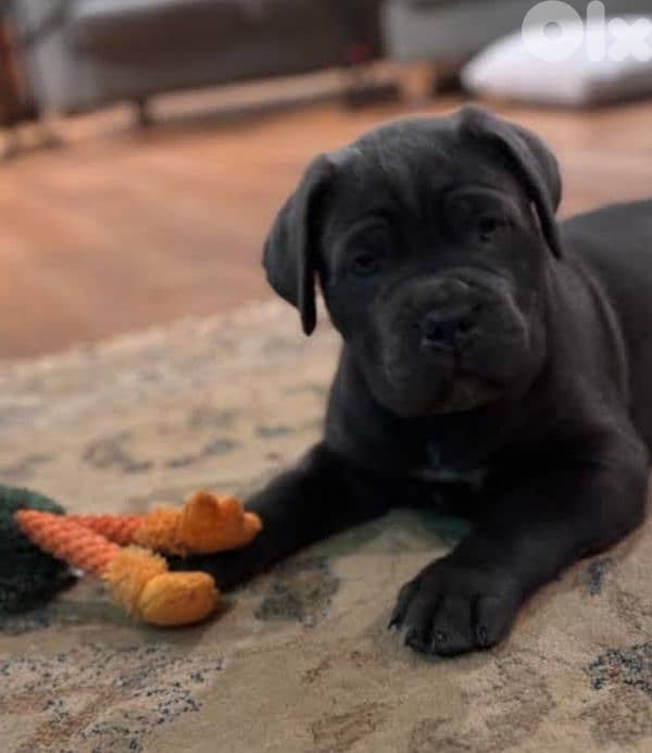cane corso 1