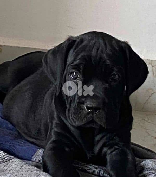 cane corso 2