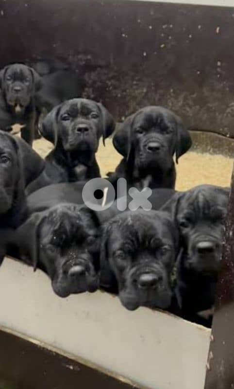 cane corso 3
