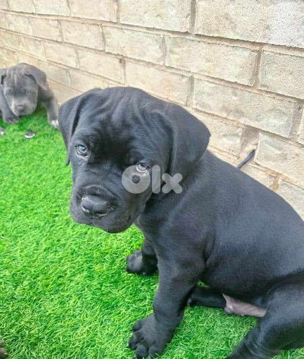 cane corso 4