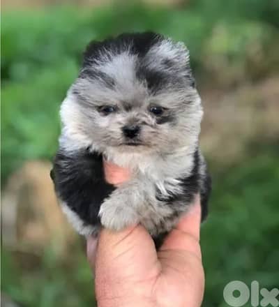 Pomeranian