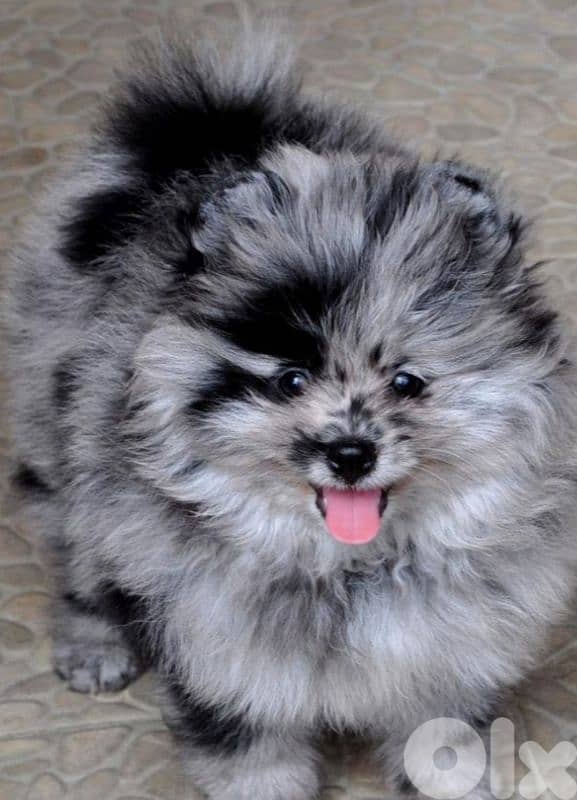 Pomeranian 1