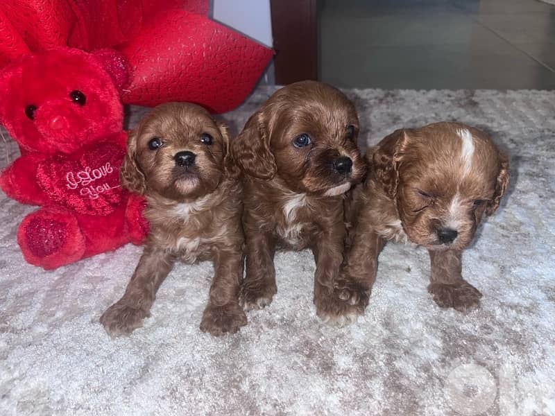 maltipoo for sale 1
