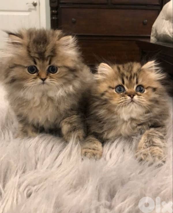 persian for contact  70485808 1