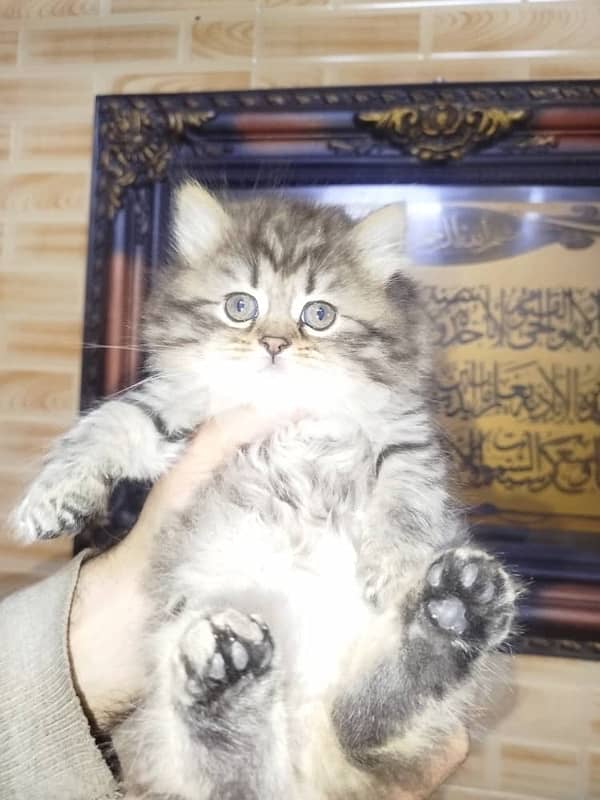 persian for contact  70485808 3