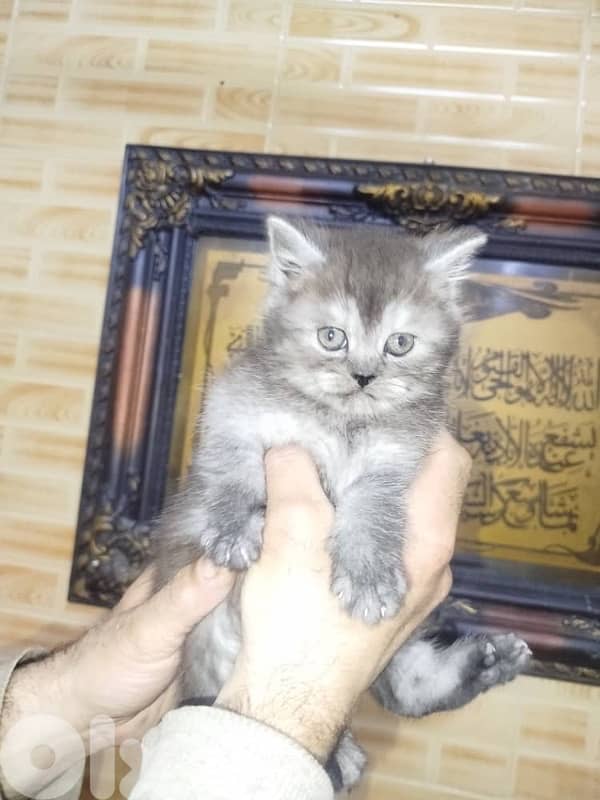 persian for contact  70485808 4
