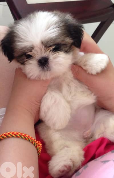 Shih tzu