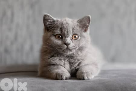 British shorthair
