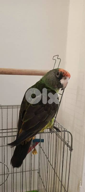 jardin redfronted parrot