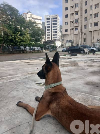 malinois dog