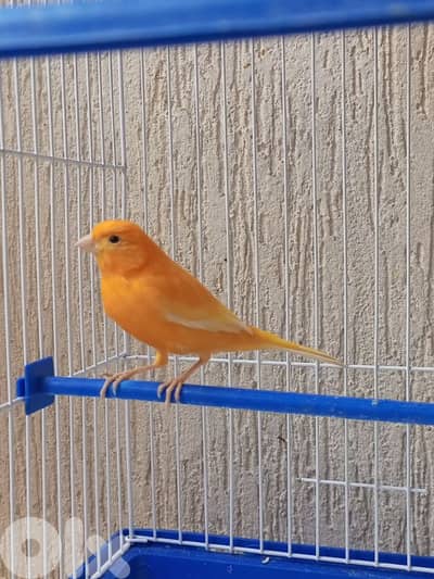 2 male canaries for sale