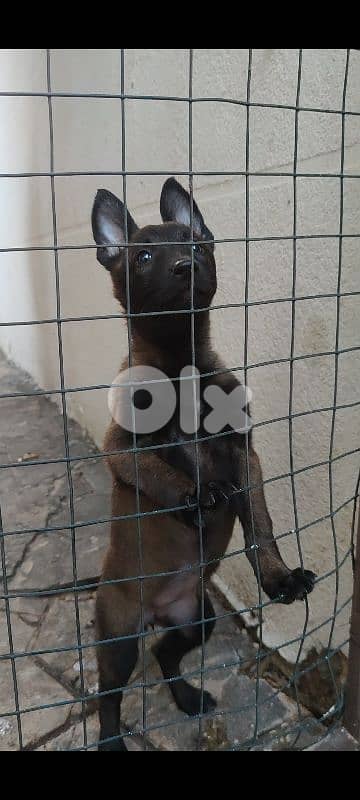 MALINOIS 03124646