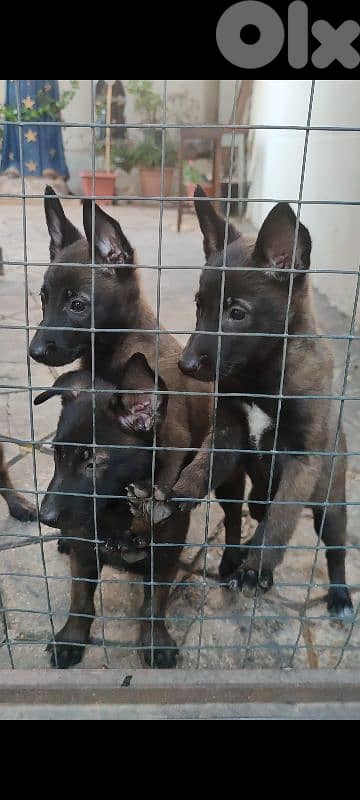 MALINOIS 03124646 2