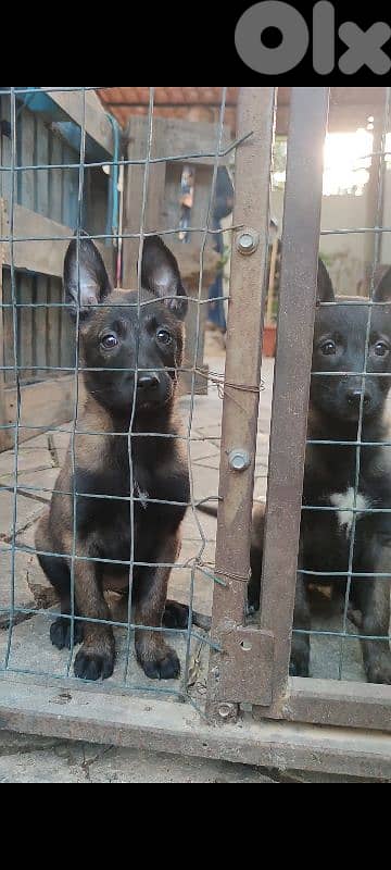 MALINOIS 03124646 4