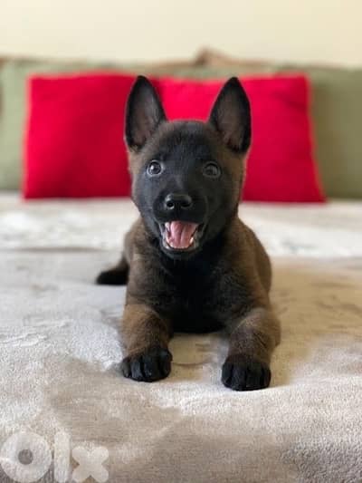 Malinois puppy