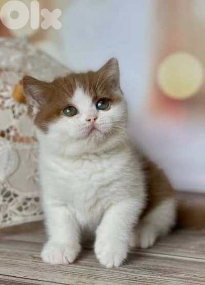 احلى الأسعار