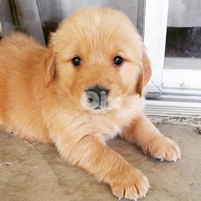 أحلى الأسعار