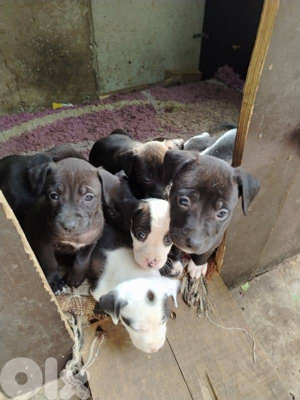 American pit bull puppies 1