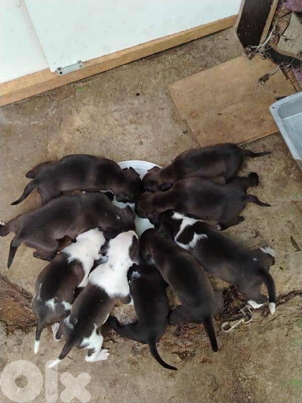 American pit bull puppies 2