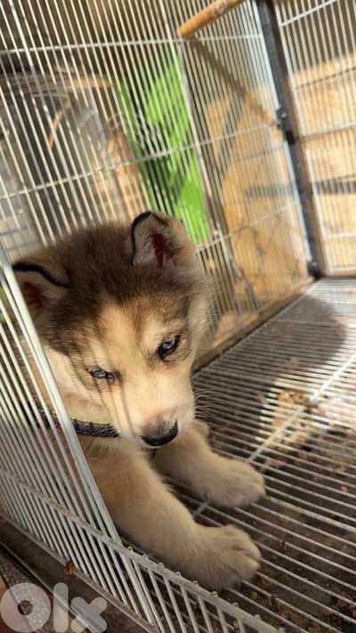 2 months husky 200$