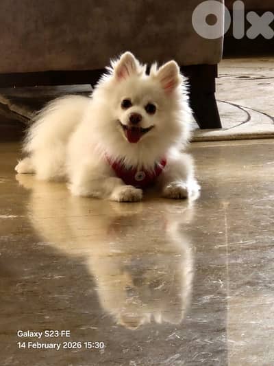 Pomeranian