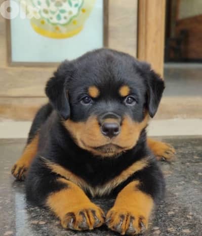 rottweiler