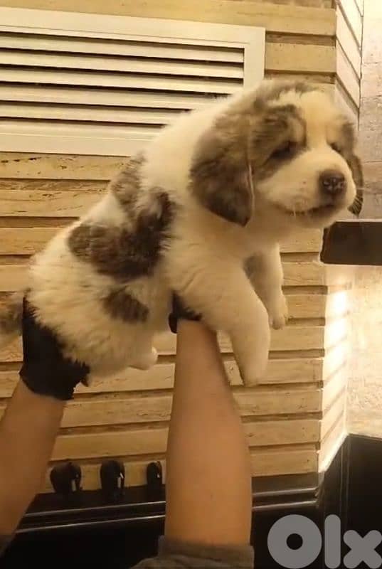 ALABAI LARGE BREED 1